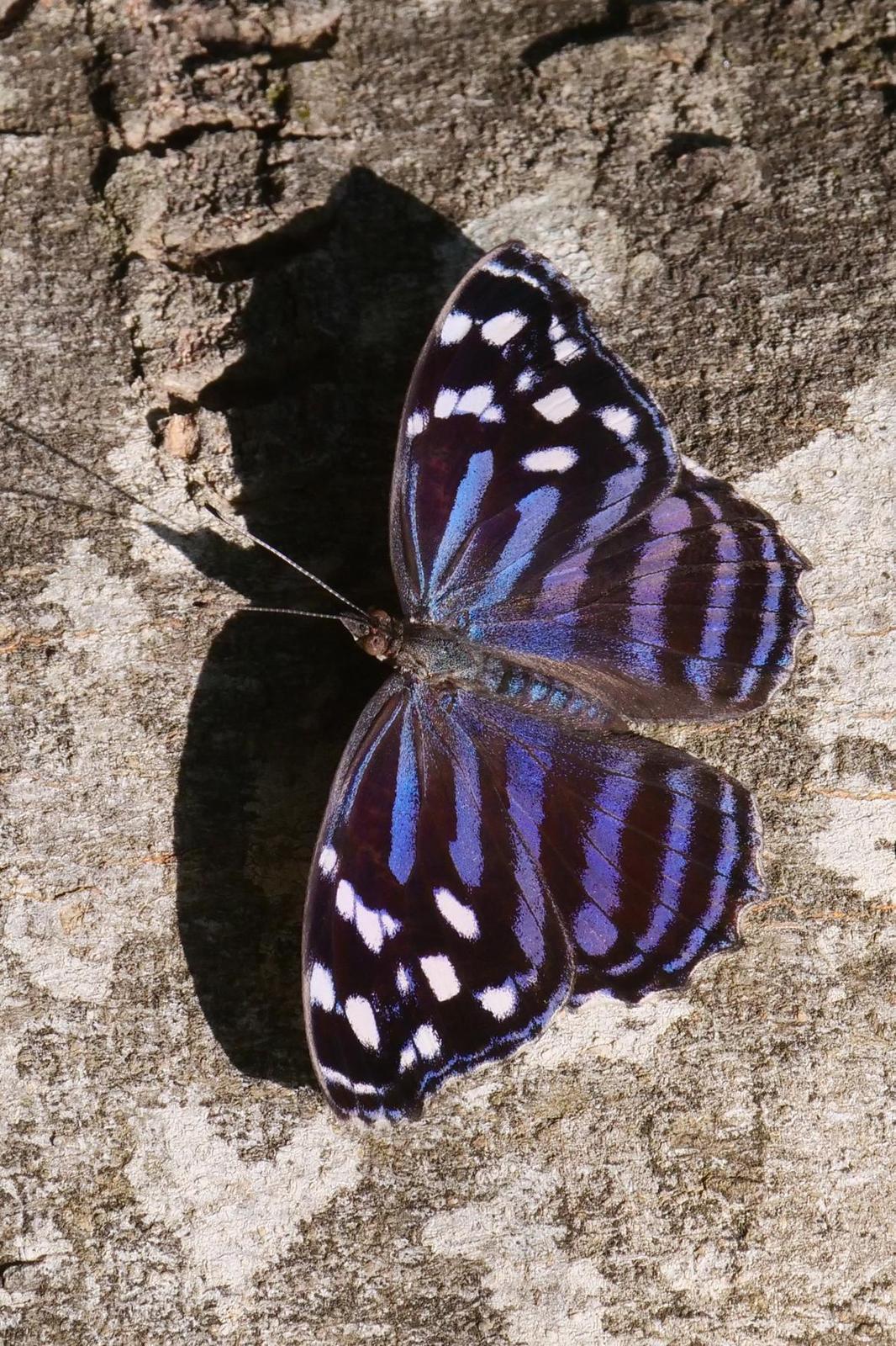 Mexican Bluewing Photo by Kristy Baker