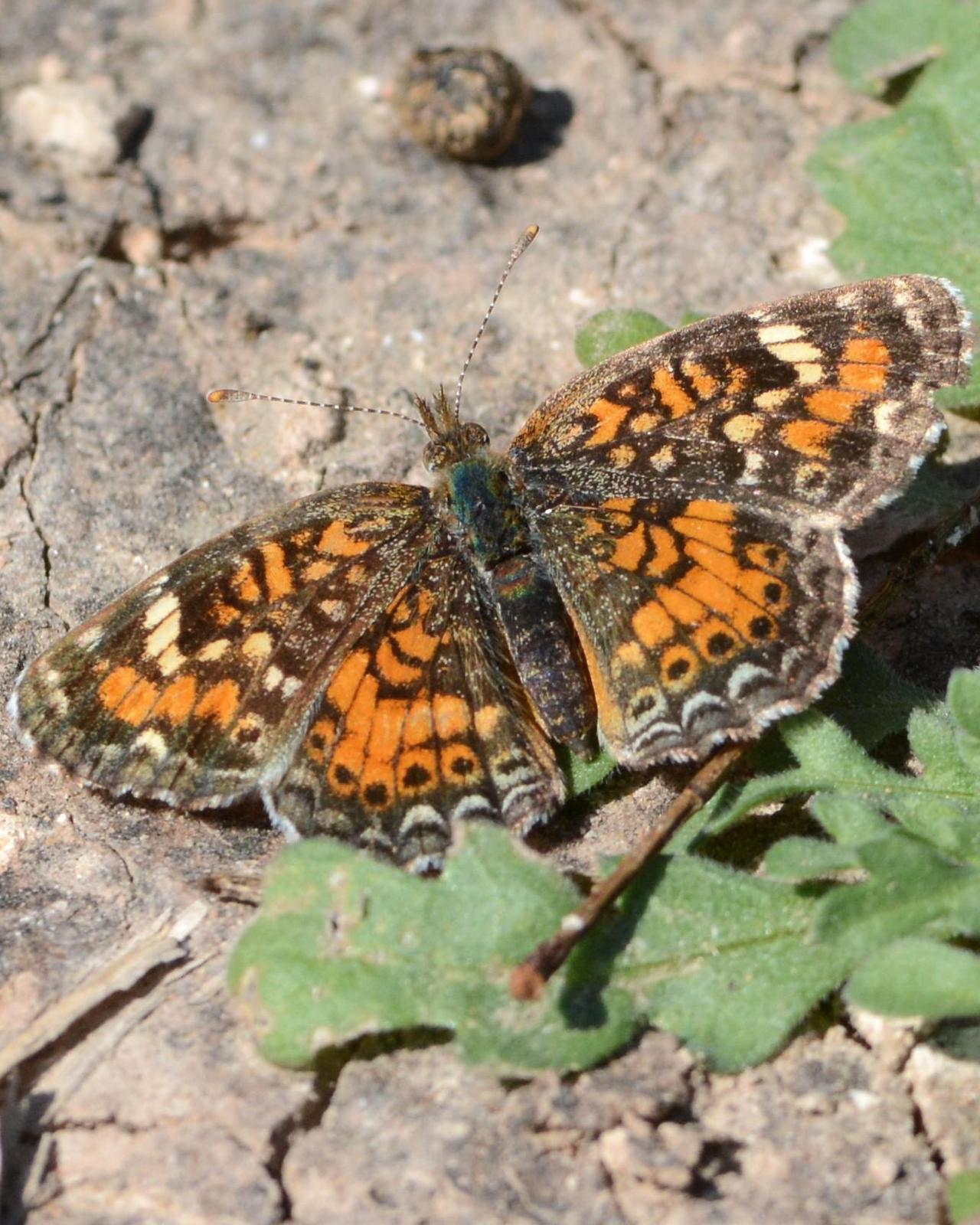 Phaon Crescent Photo by David Hollie