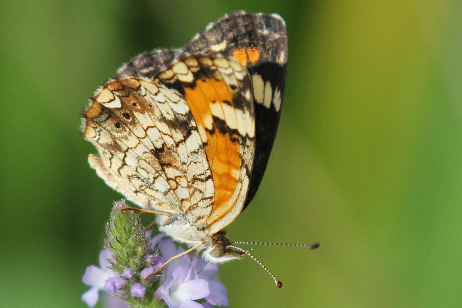 Phaon Crescent Photo by Kristy Baker