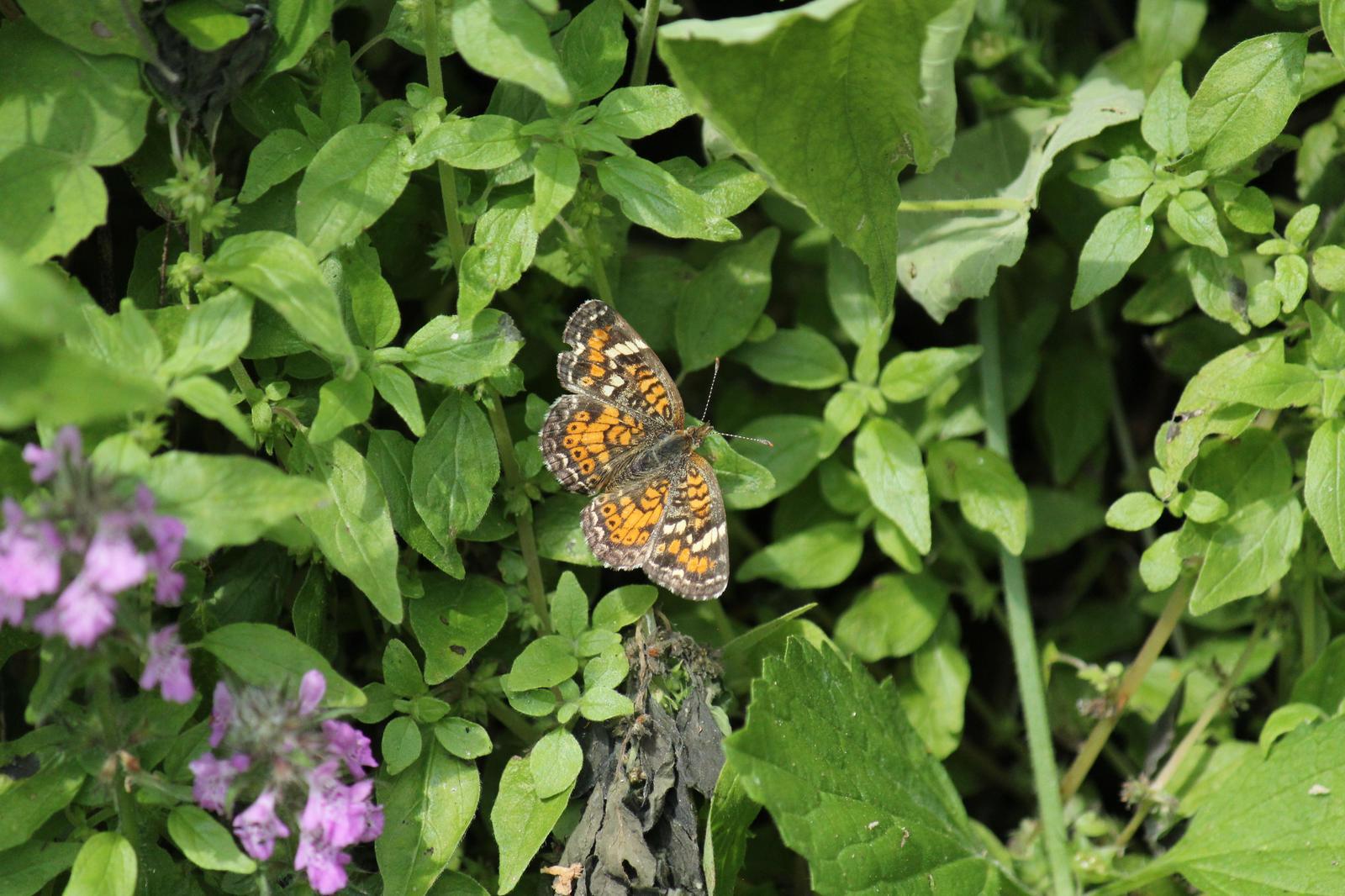 Phaon Crescent Photo by Kristy Baker