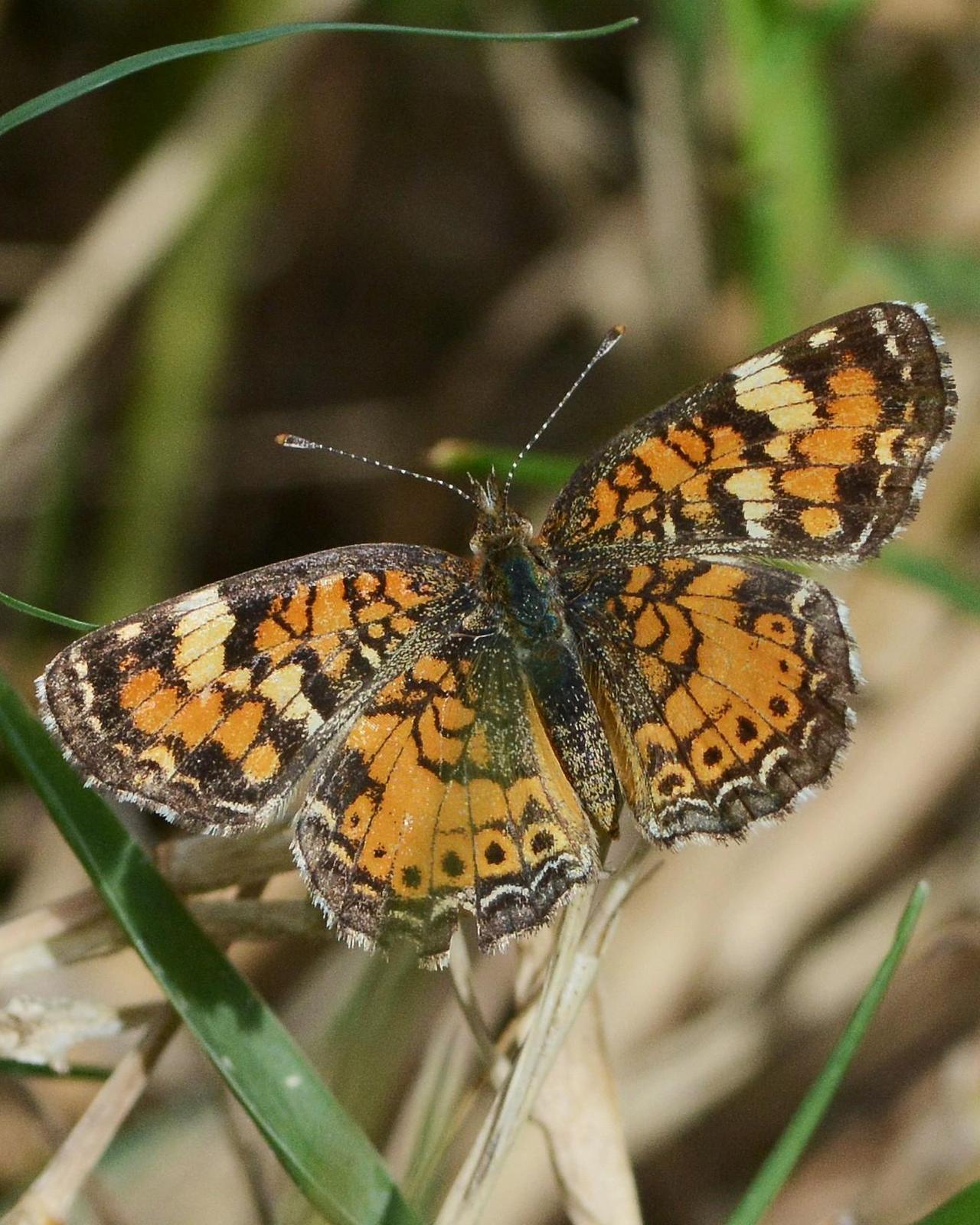 Phaon Crescent Photo by David Hollie