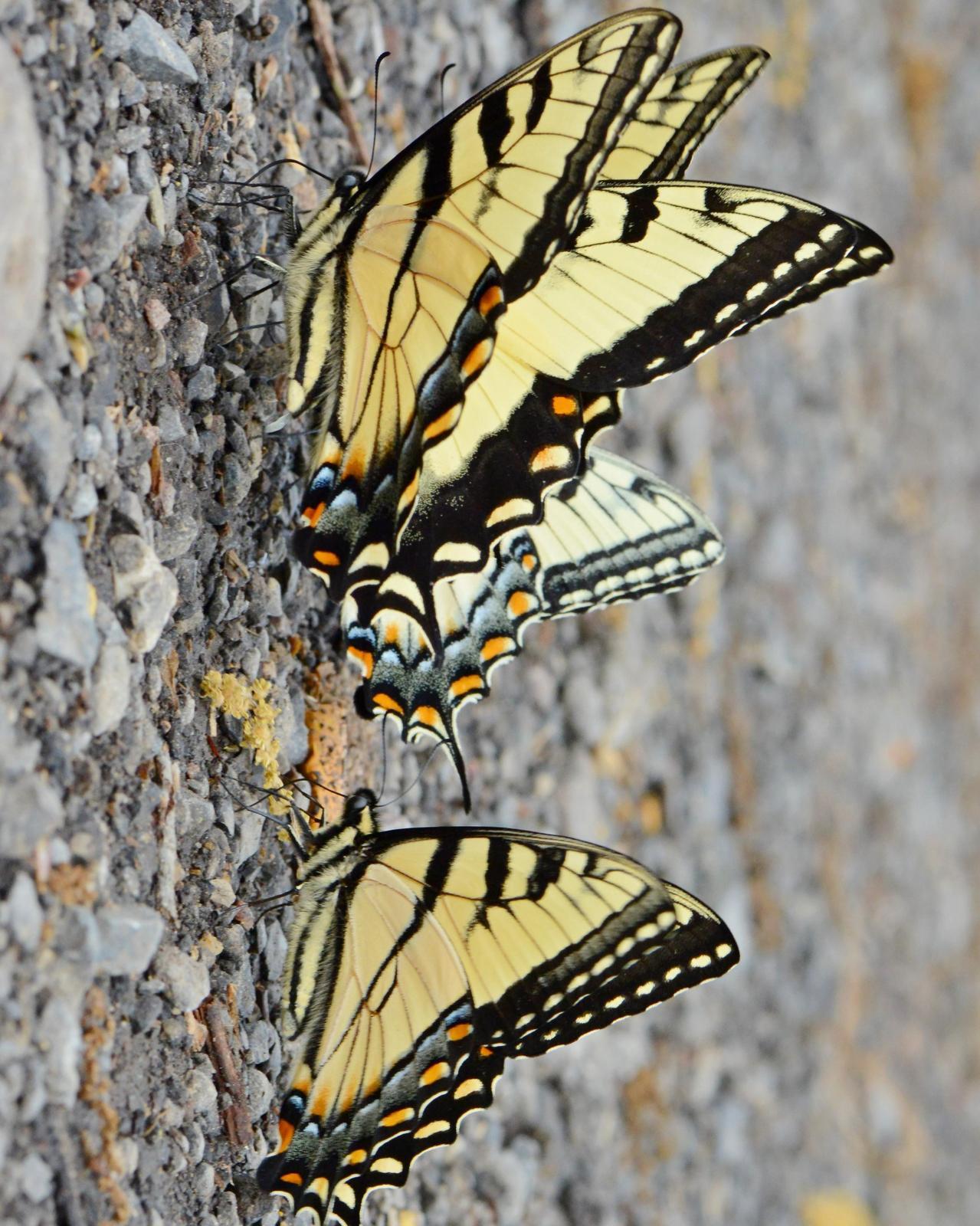Appalachian Tiger Swallowtail Photo by Maxim Larrivèe, Ph.D.