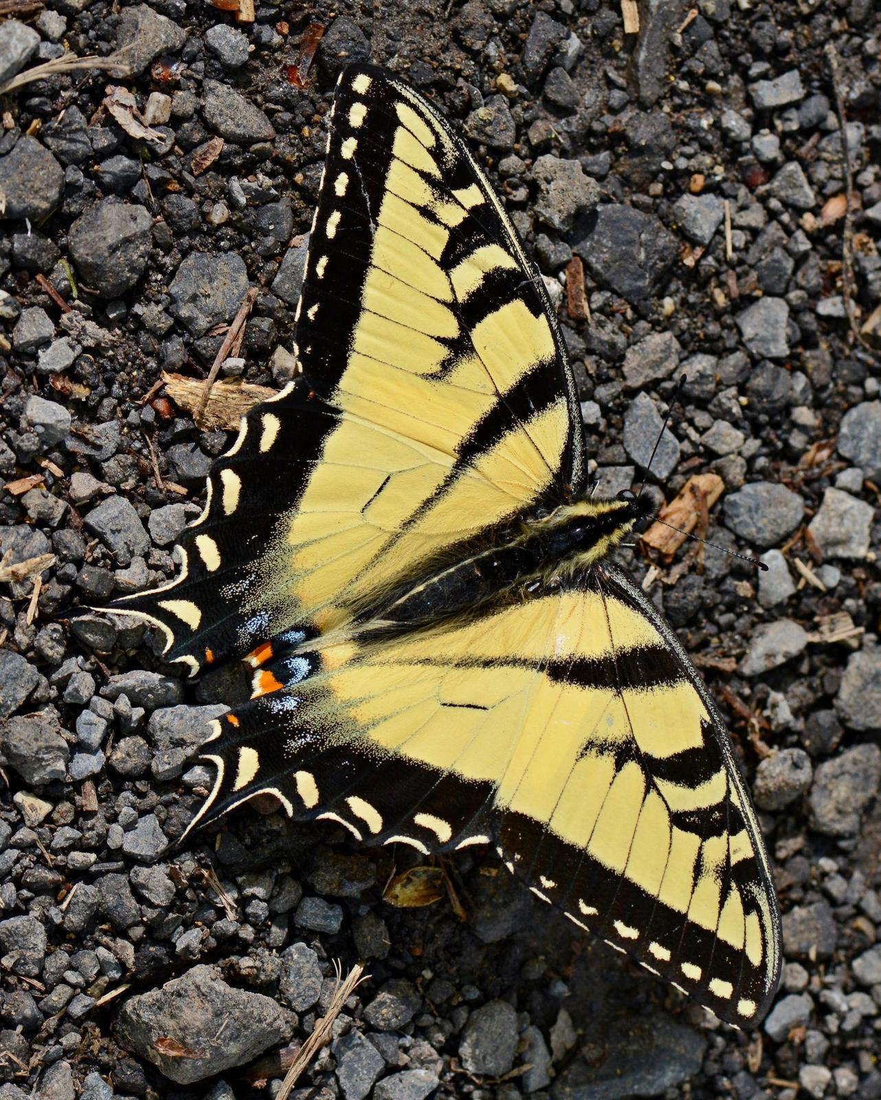 Appalachian Tiger Swallowtail Photo by Maxim Larrivèe, Ph.D.