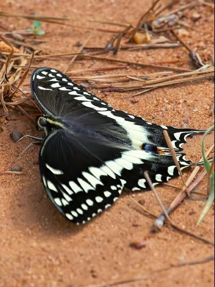 Palamedes Swallowtail Photo by Dan Tallman