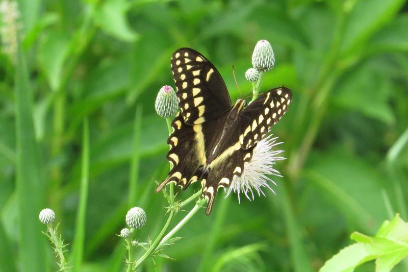 Palamedes Swallowtail Photo by Jeff Harding