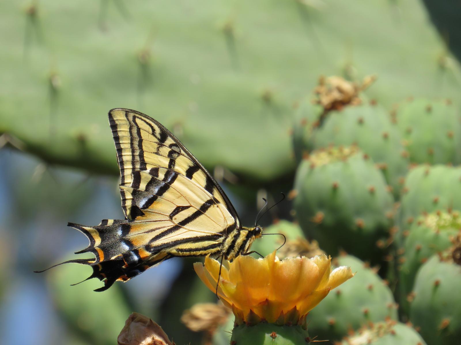 Three-tailed Swallowtail Photo by Jeff Harding