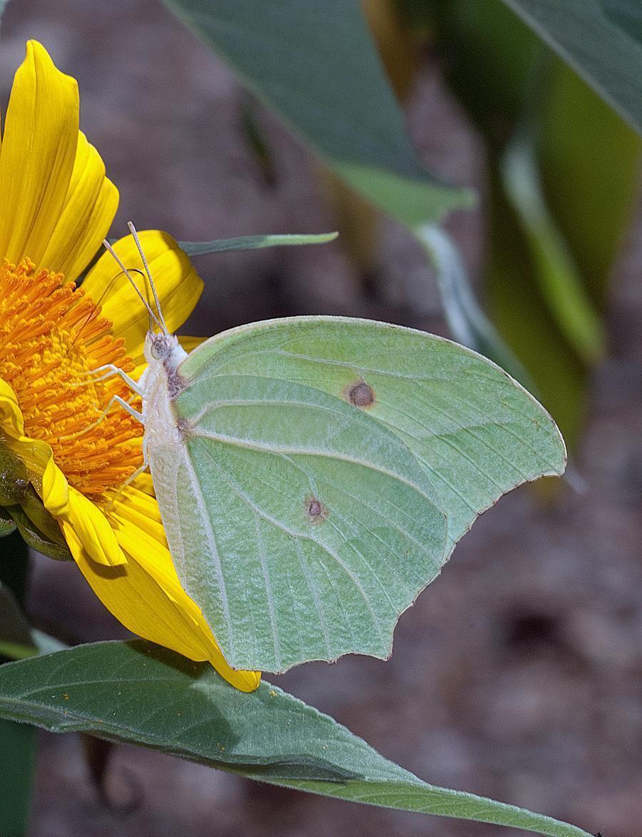 White Angled-Sulphur Photo by Robert Behrstock