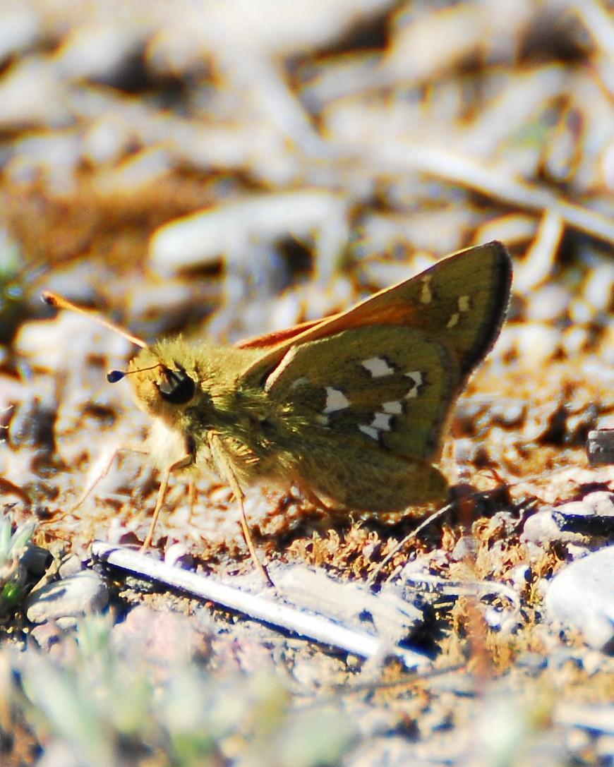 Common Branded Skipper Photo by David Hollie