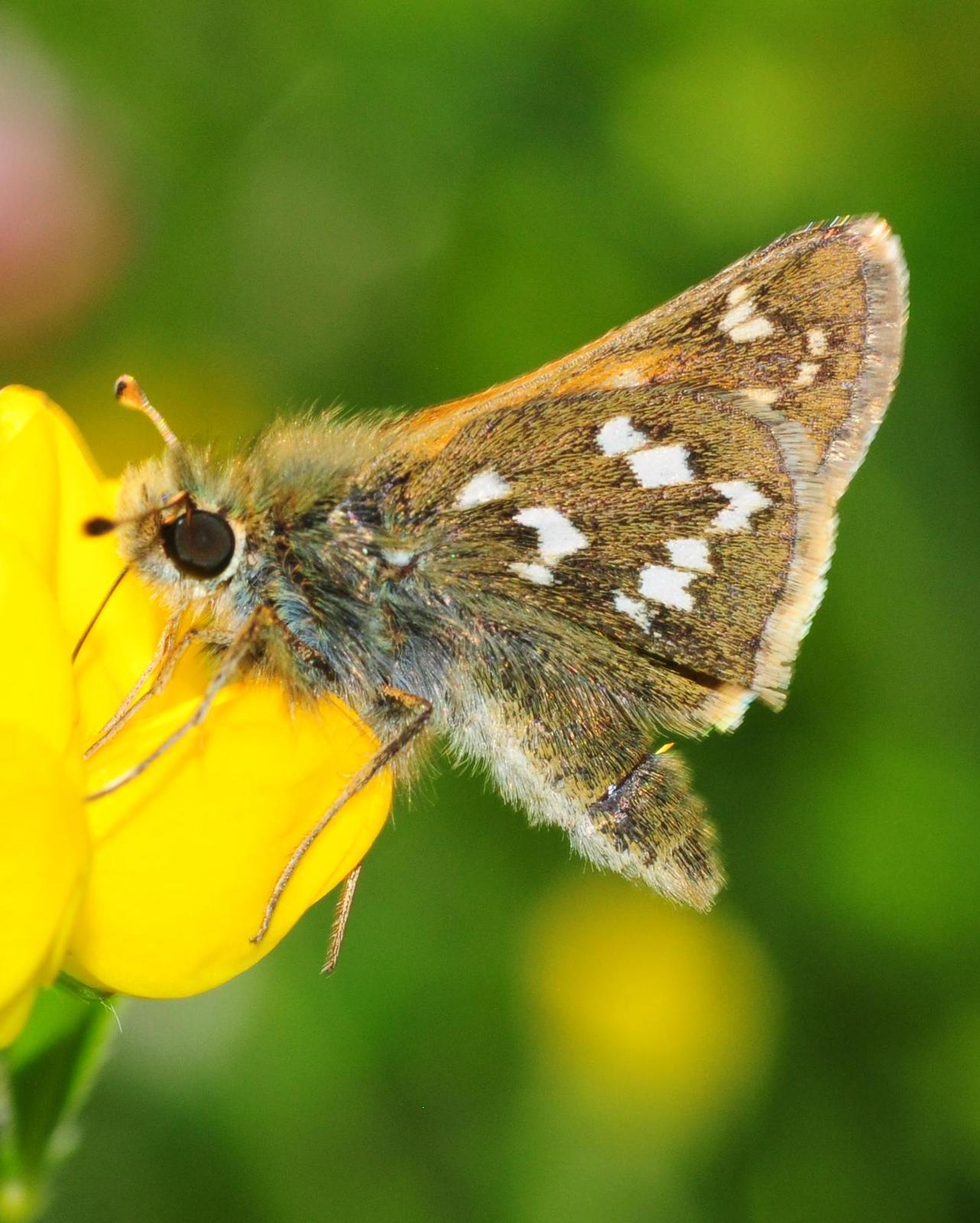 skipper butterfly identification