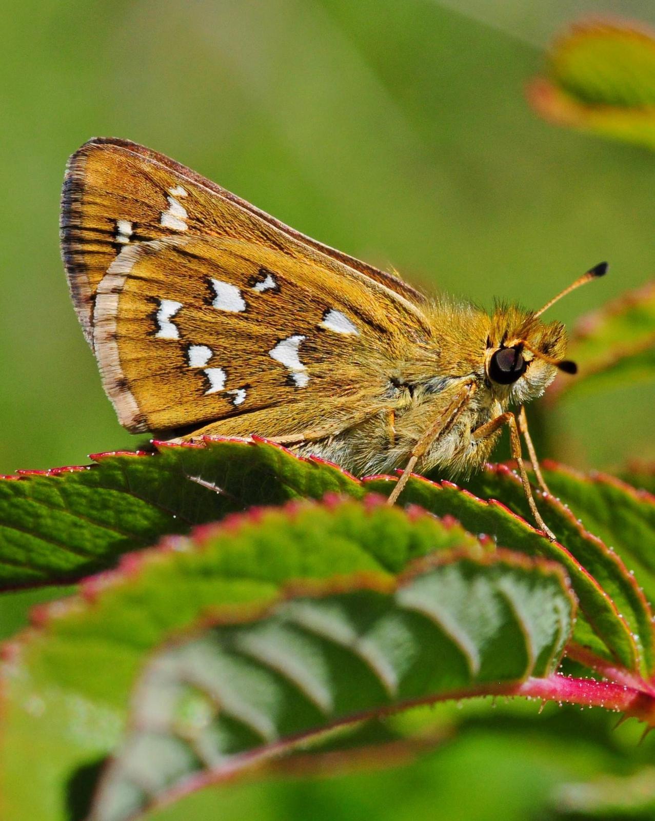 skipper butterfly identification