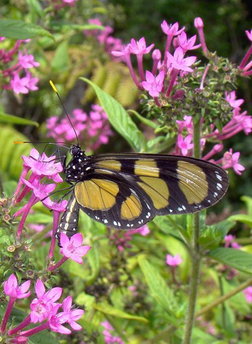 Methona confusa: Confusa Tigerwing Photo by Robert Behrstock