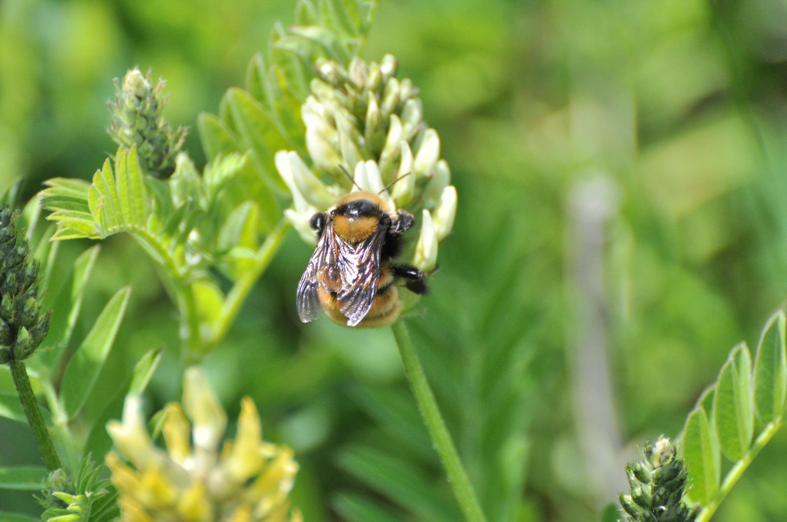 Northern amber bumble bee Photo by Sarah Johnson