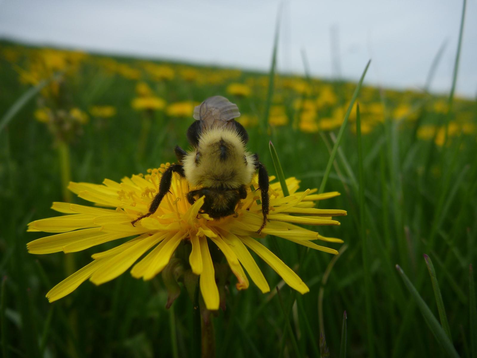 Lemon cuckoo bumble bee Photo by Victoria MacPhail