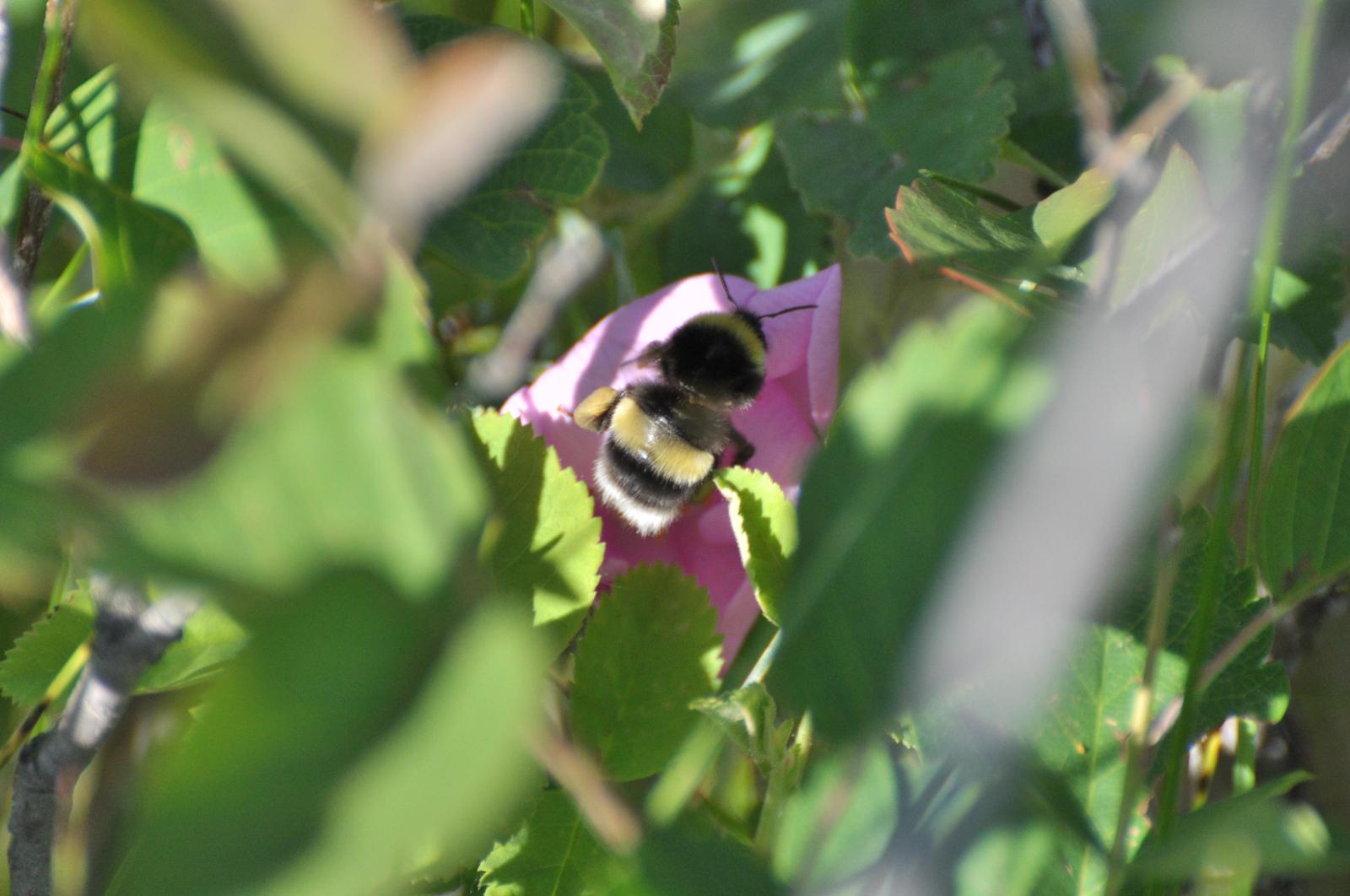 Cryptic bumble bee Photo by Sarah Johnson