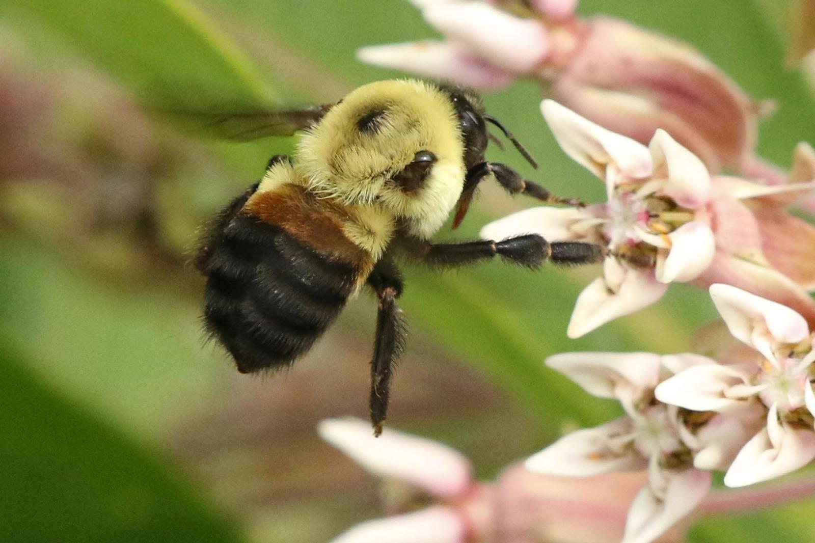 Brown-belted bumble bee Photo by Kristy Baker