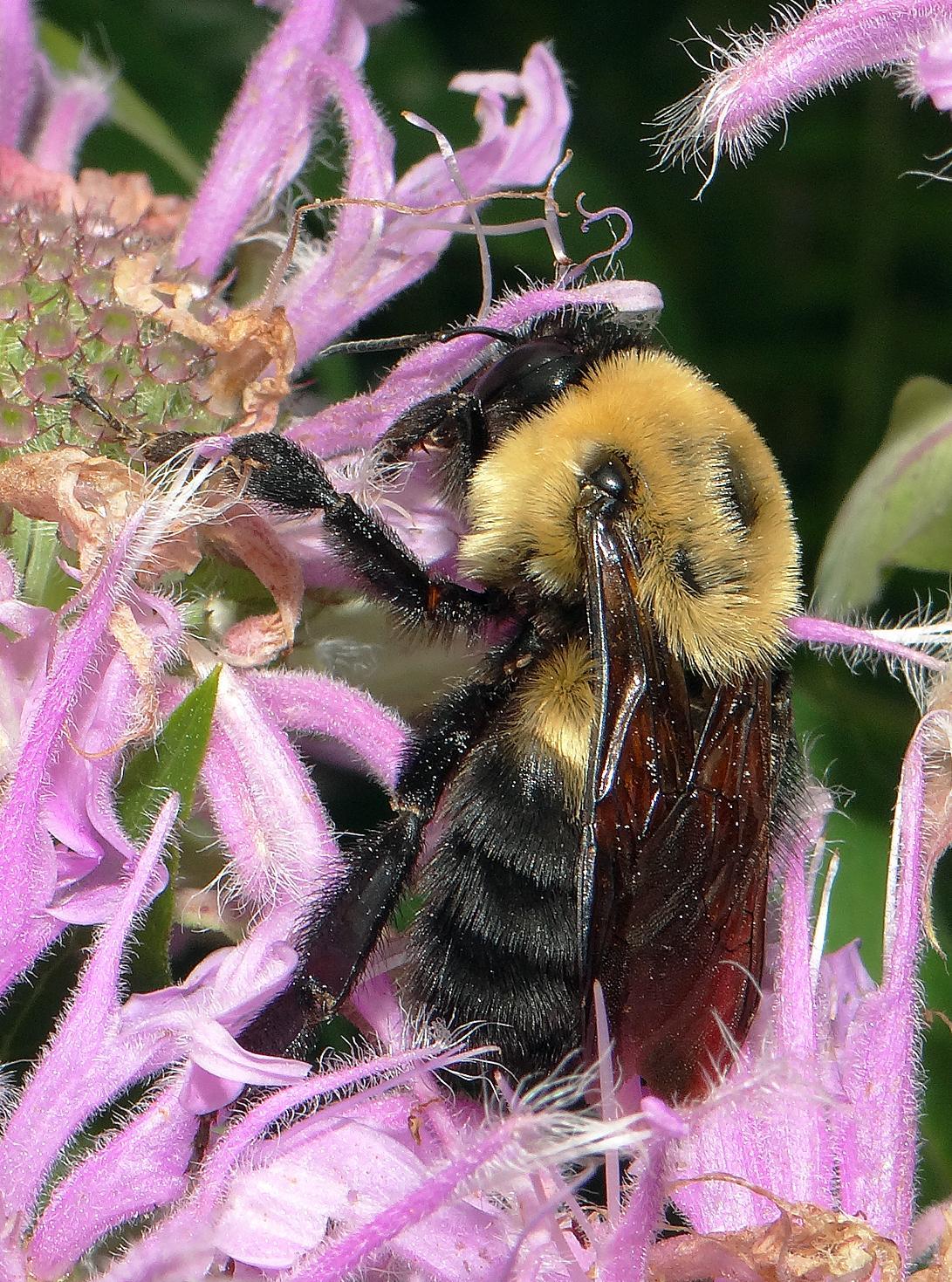 Brown-belted bumble bee Photo by Robert Behrstock