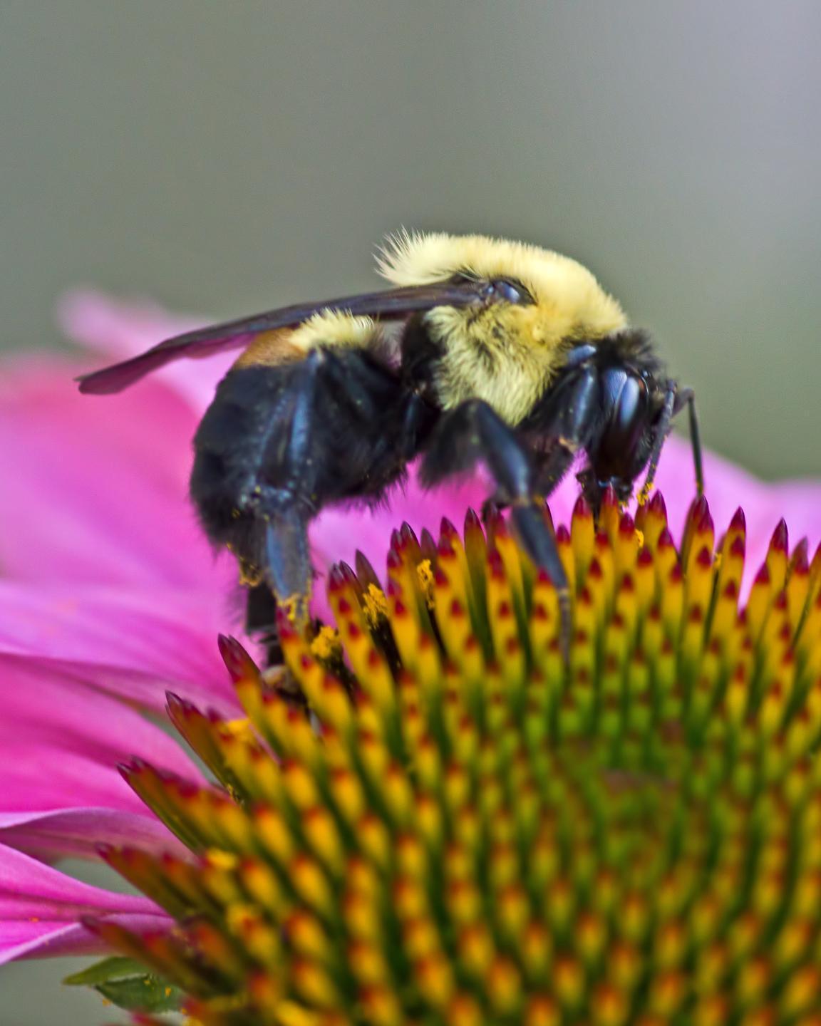Brown-belted bumble bee Photo by Rob Dickerson