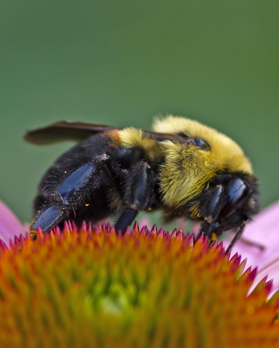 Brown-belted bumble bee Photo by Rob Dickerson