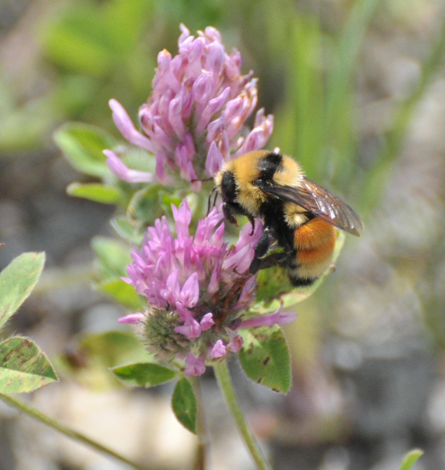 Hunt's bumble bee Photo by Sarah Johnson