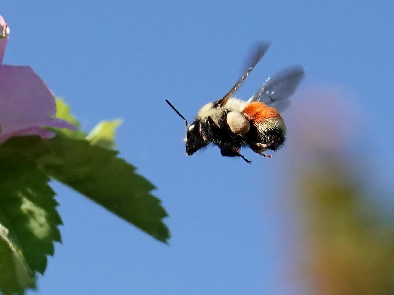 Hunt's bumble bee Photo by Kent Jensen
