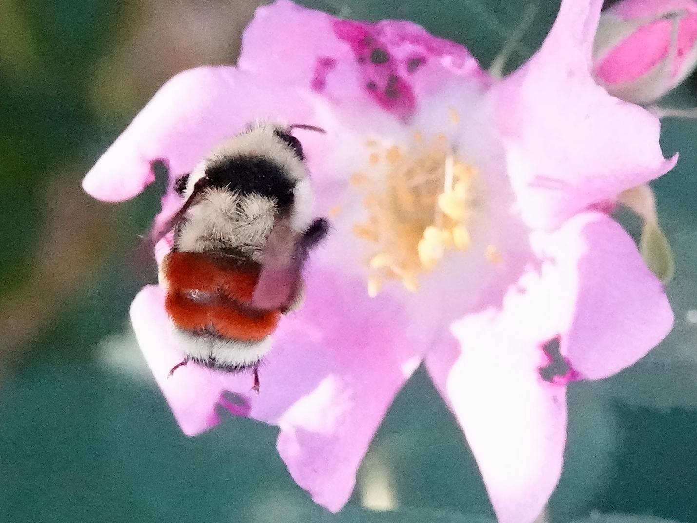 Hunt's bumble bee Photo by Kent Jensen