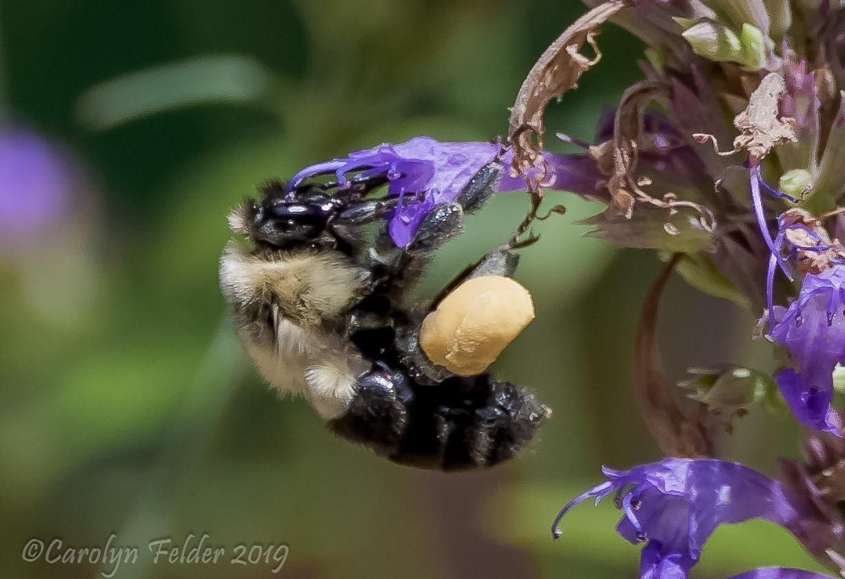 Common eastern bumble bee Photo by Carolyn Felder