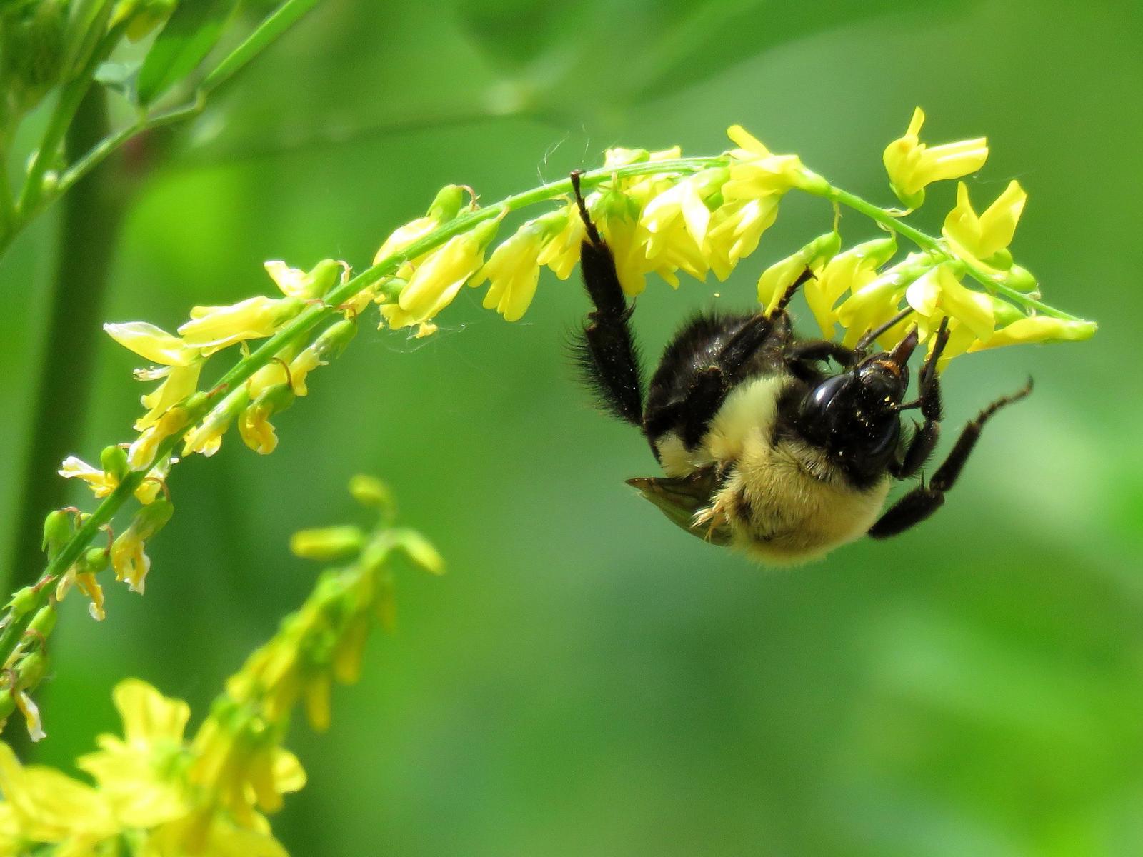 Common eastern bumble bee Photo by Kent Jensen