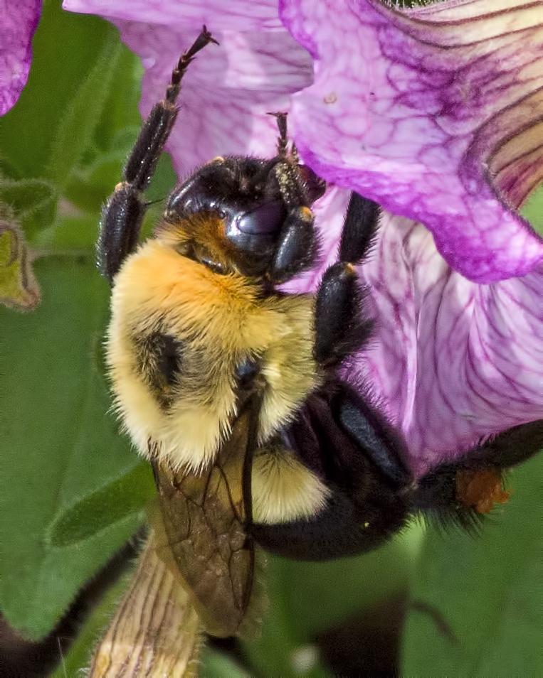 Common eastern bumble bee Photo by Rob Dickerson