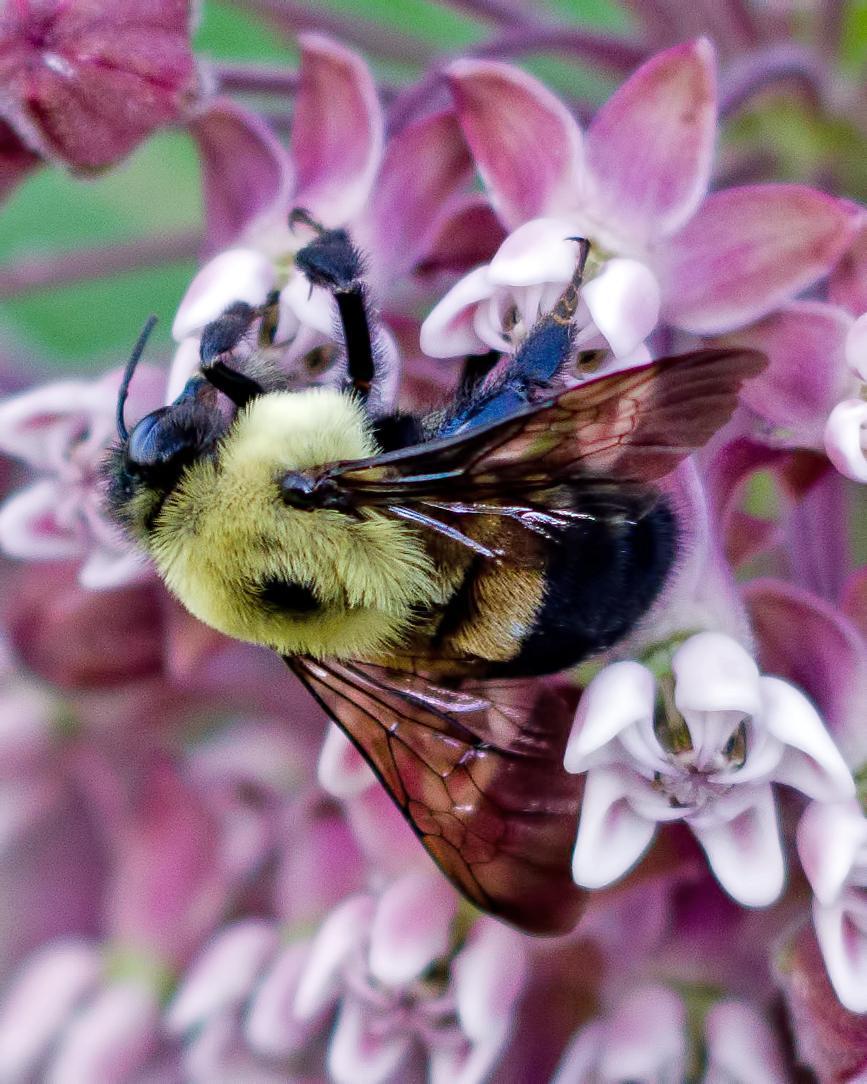 Common eastern bumble bee Photo by Rob Dickerson
