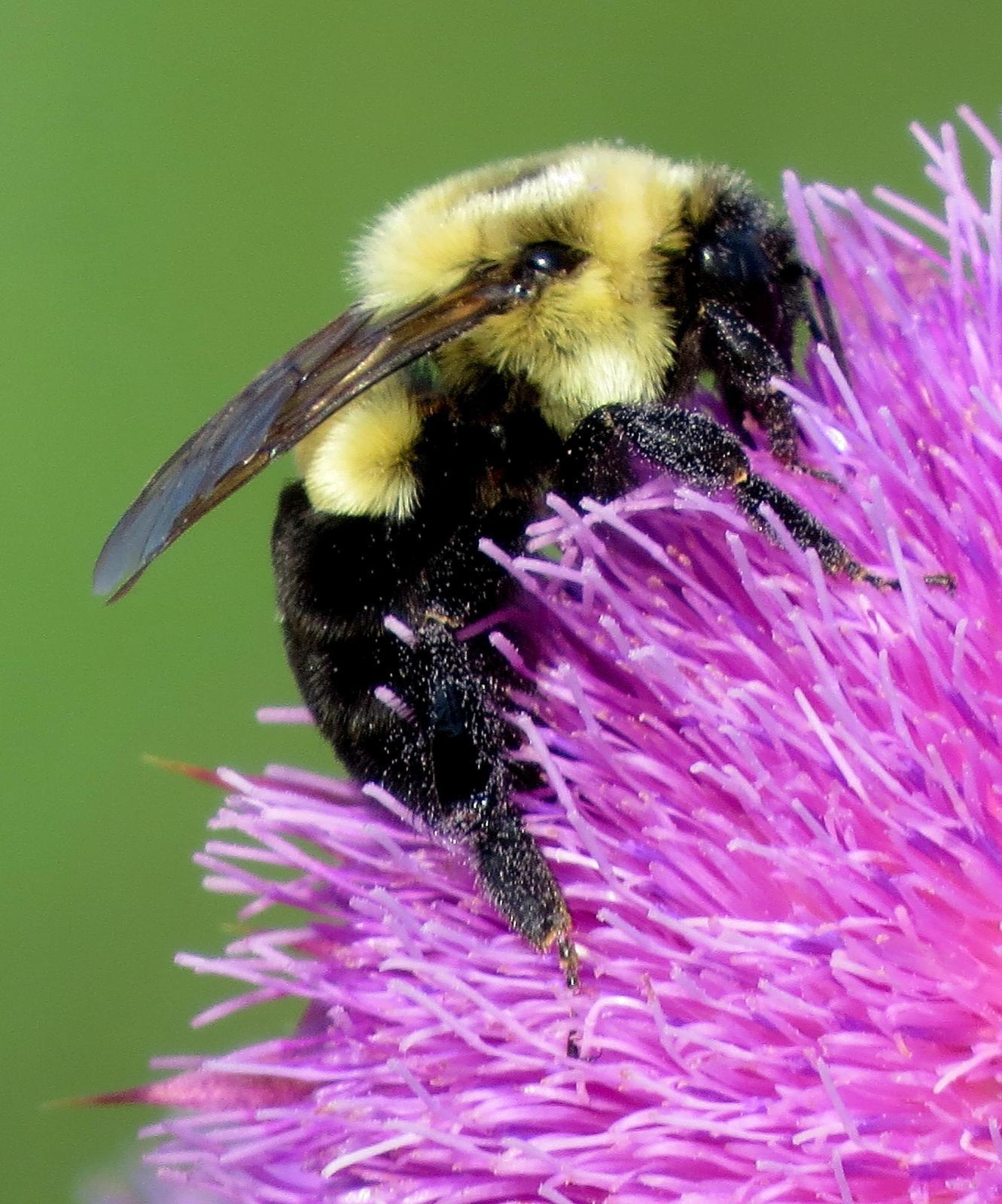 Common eastern bumble bee Photo by Kent Jensen