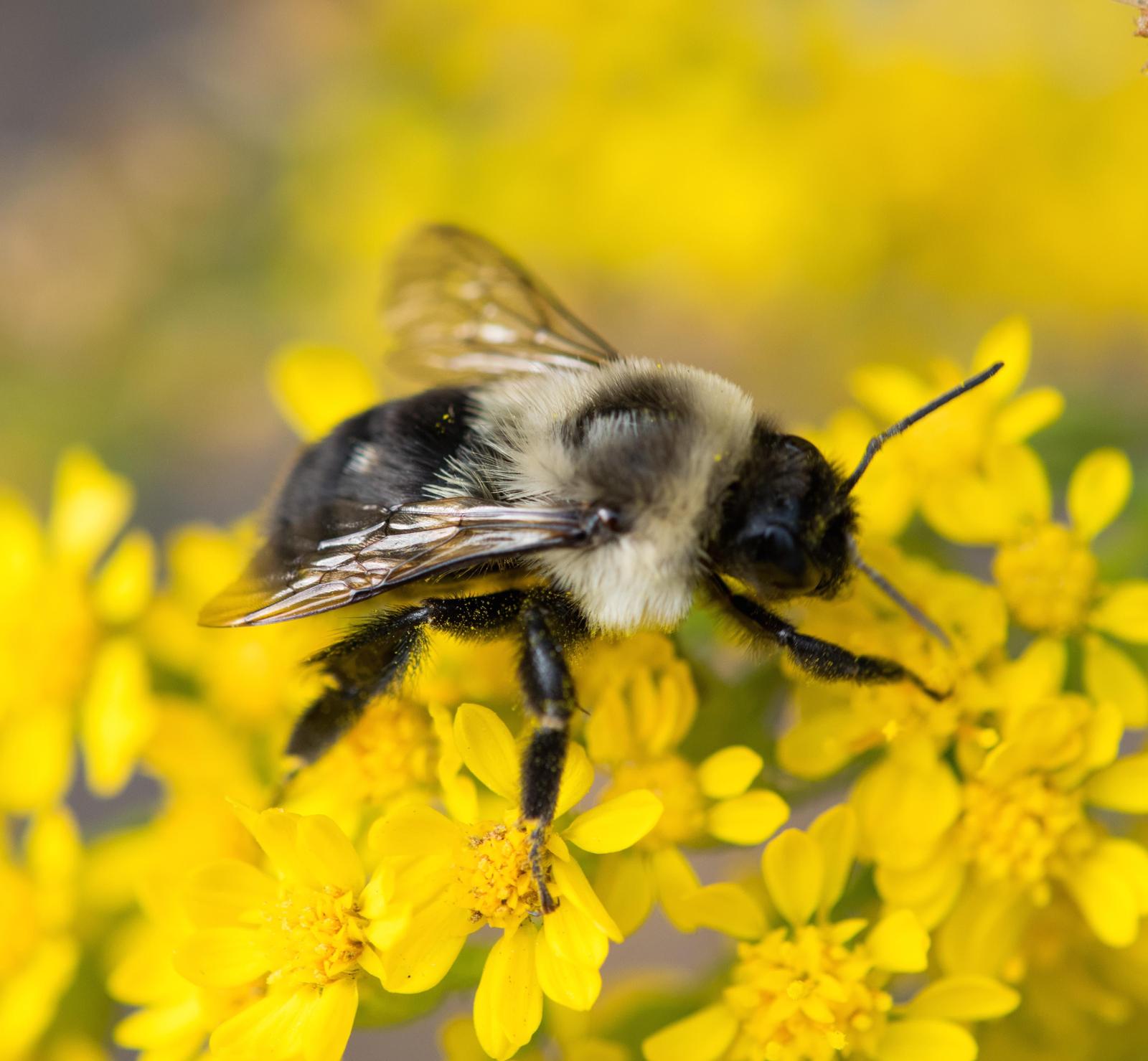 Common eastern bumble bee Photo by Jacob Zadik