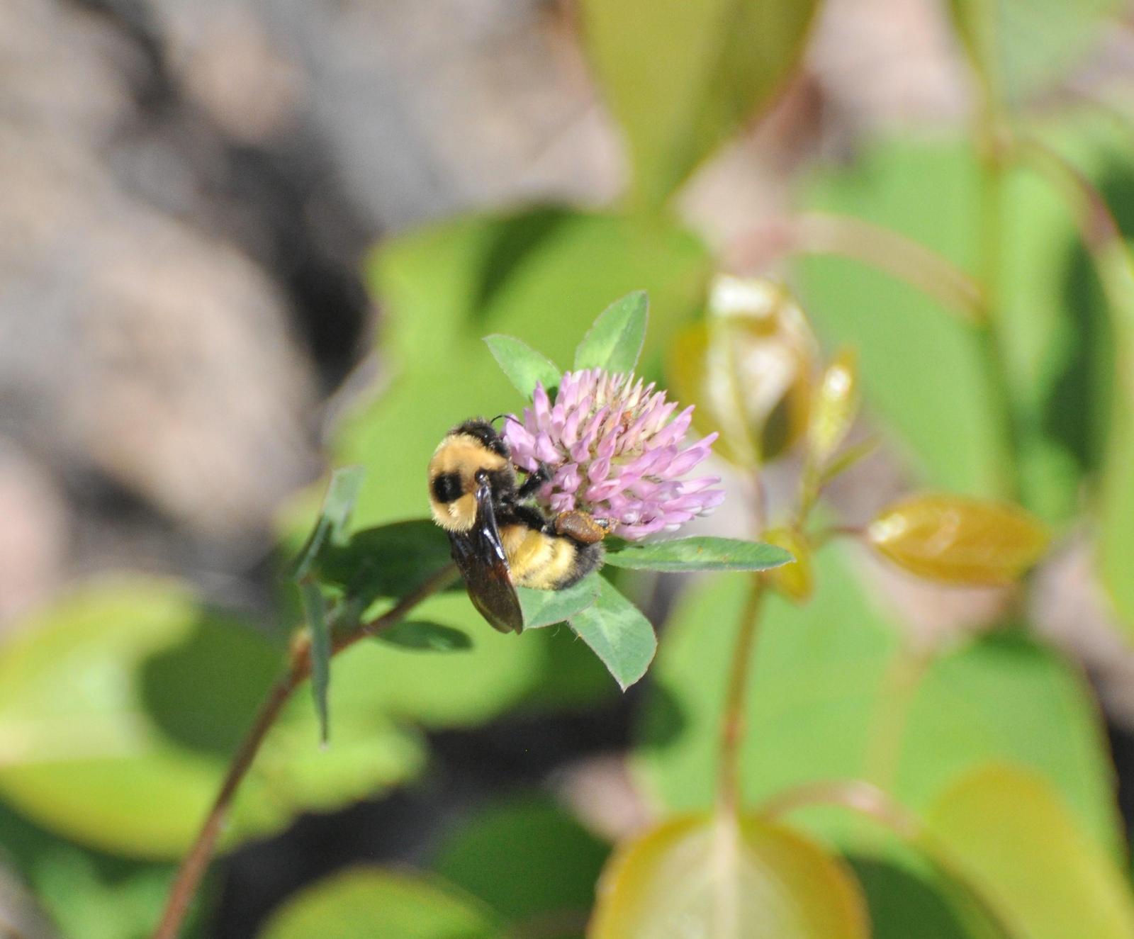 Nevada bumble bee Photo by Sarah Johnson
