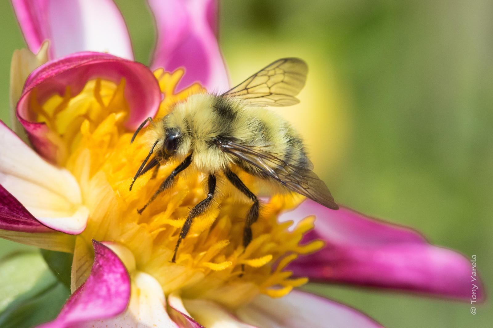 Western bumble bee Photo by Tony Varela