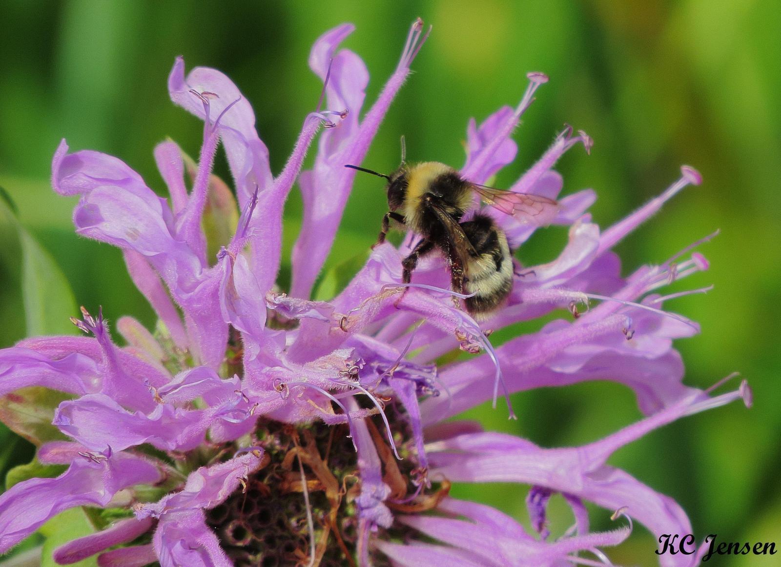 Western bumble bee Photo by Kent Jensen