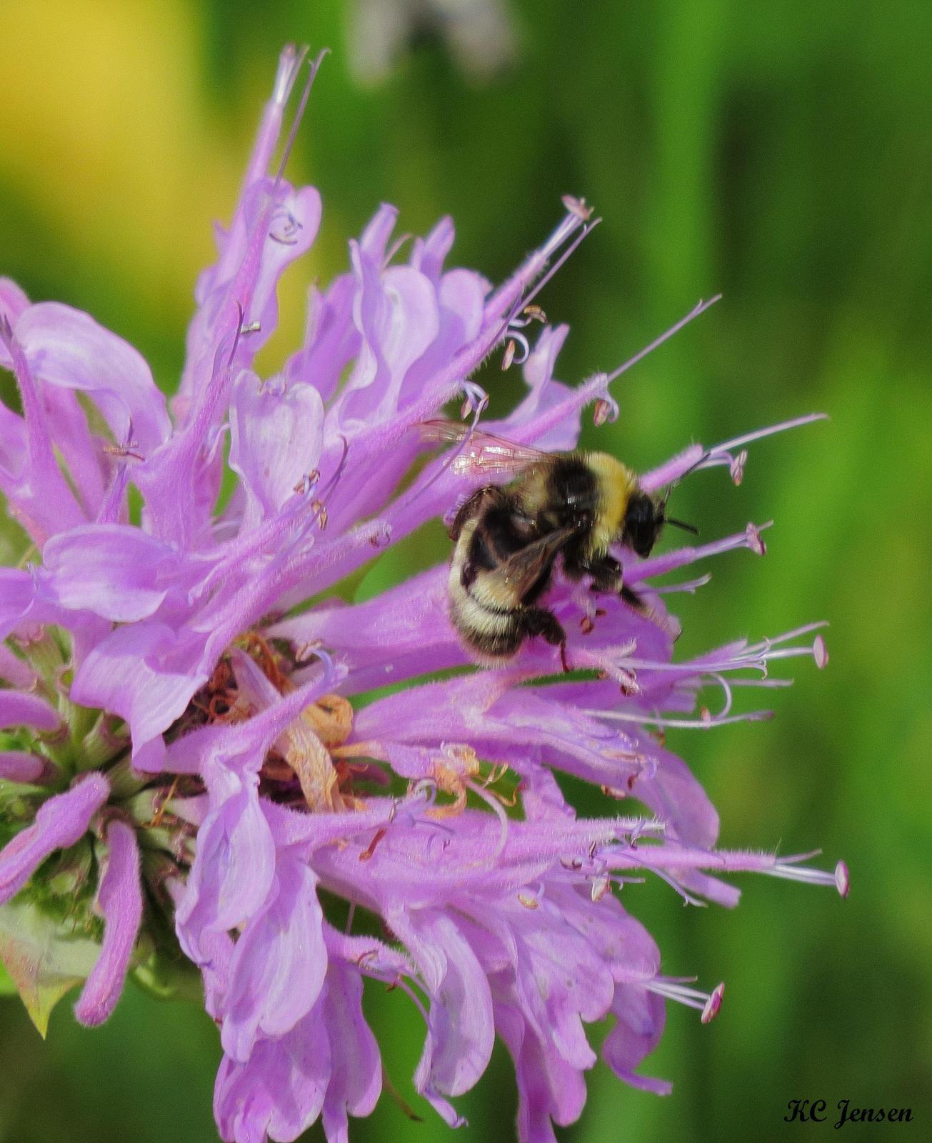 Western bumble bee Photo by Kent Jensen