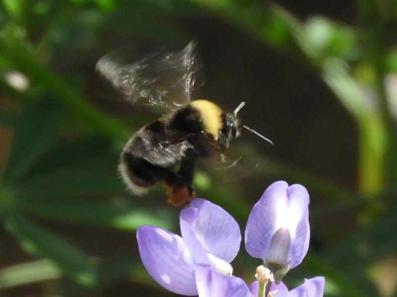 Western bumble bee Photo by Jeff Harding