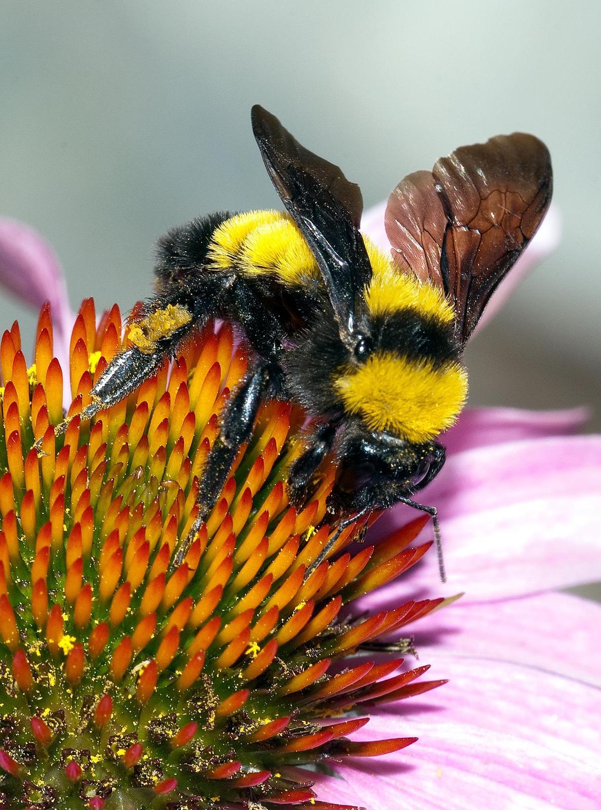 American bumble bee Photo by Robert Behrstock