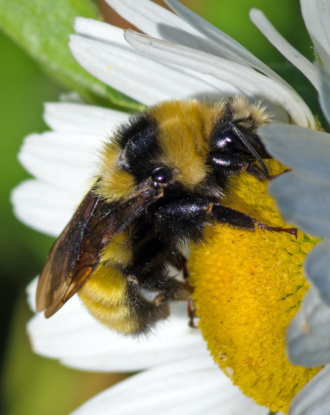 American bumble bee Photo by Rob Dickerson