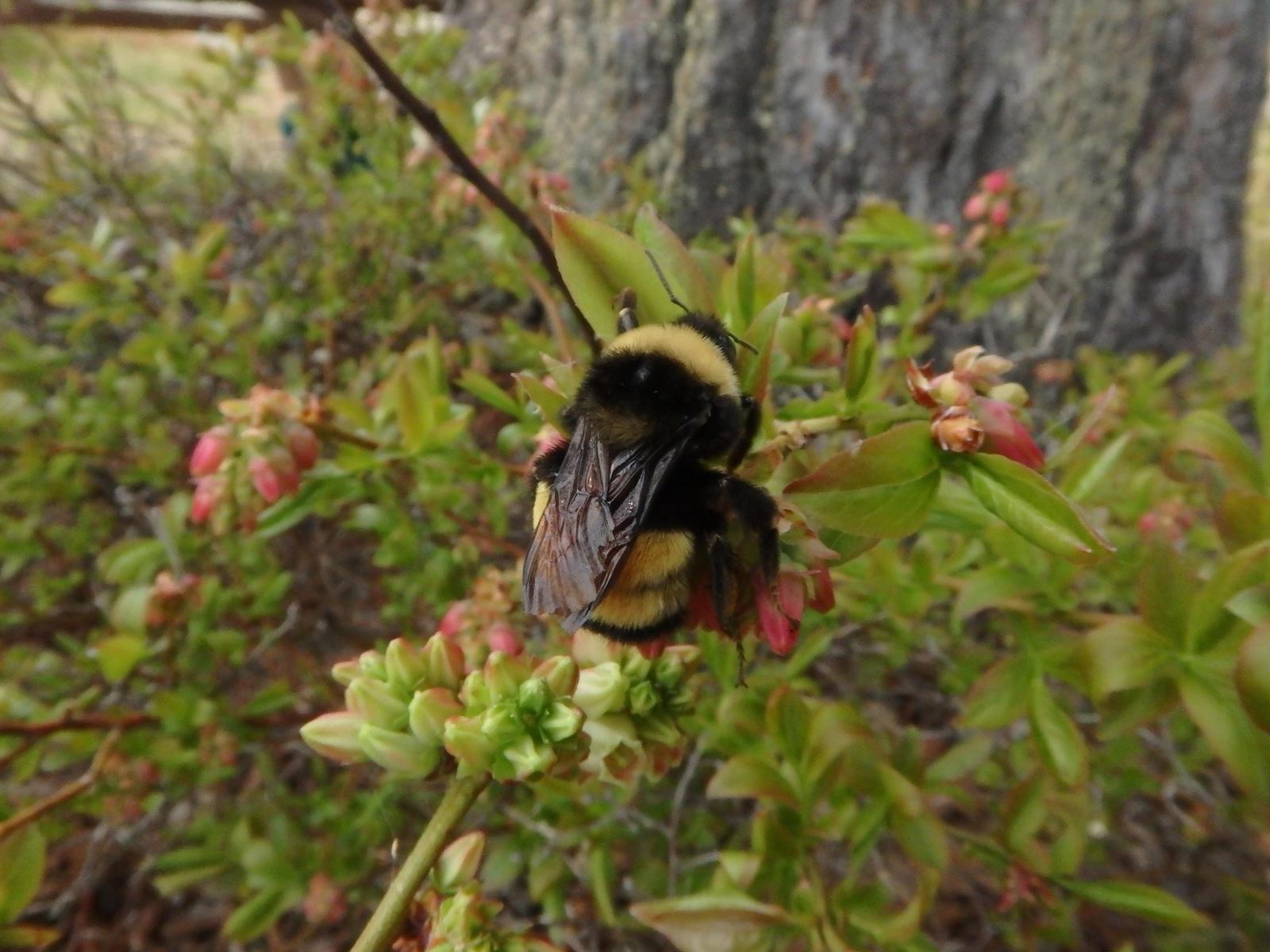 Yellow-banded bumble bee Photo by Victoria MacPhail