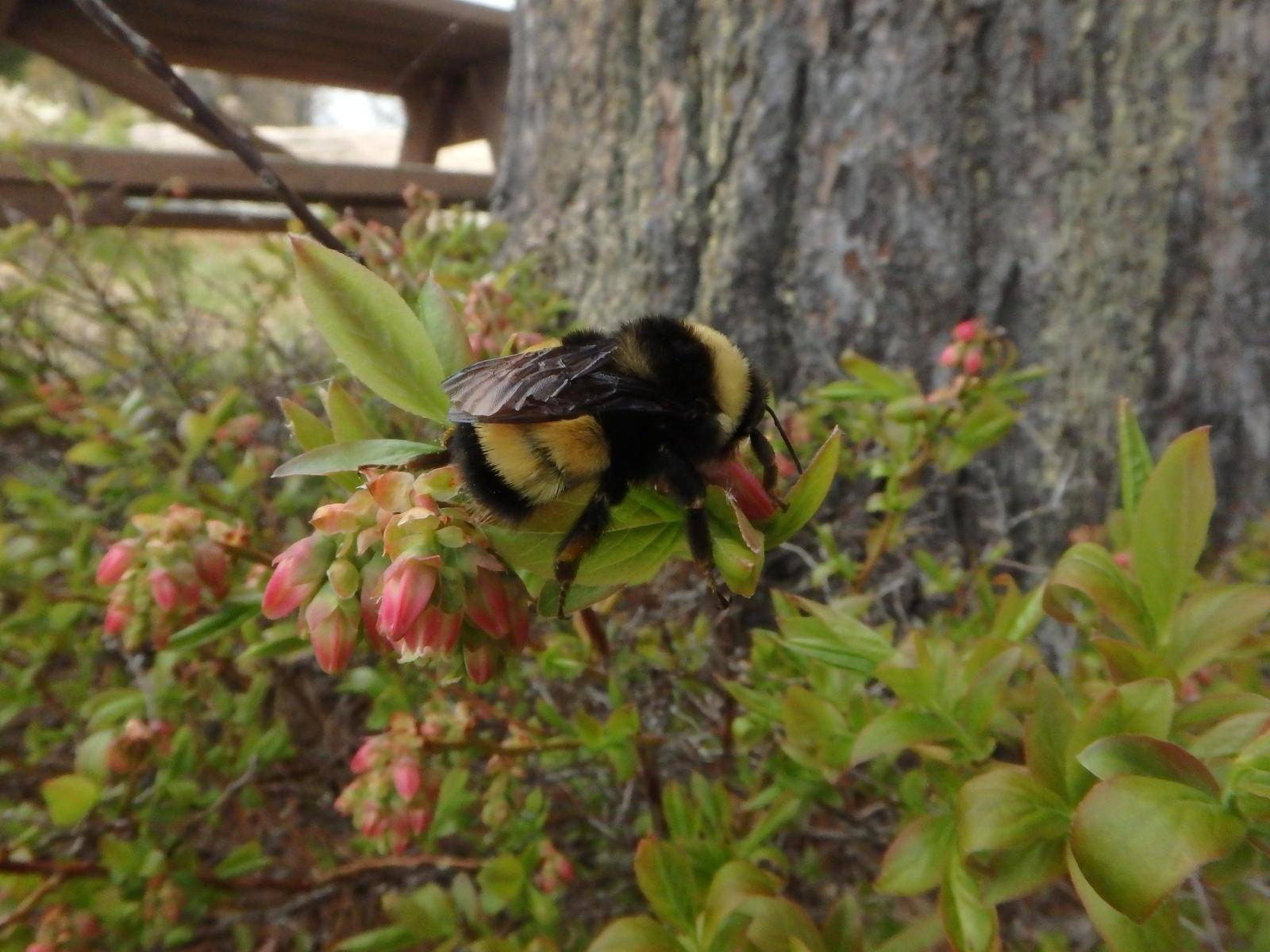 Yellow-banded bumble bee Photo by Victoria MacPhail