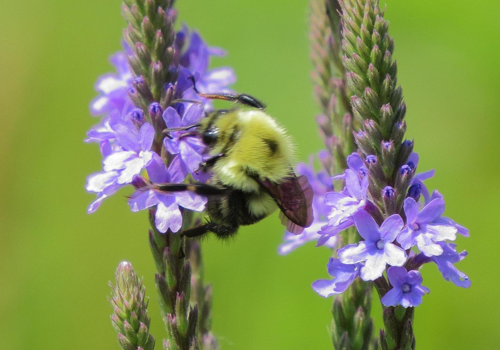 Half-black bumble bee Photo by Kent Jensen