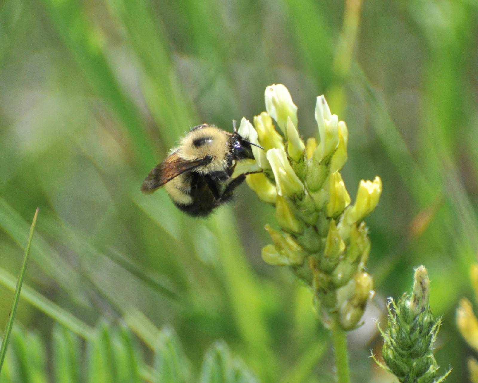 Half-black bumble bee Photo by Sarah Johnson