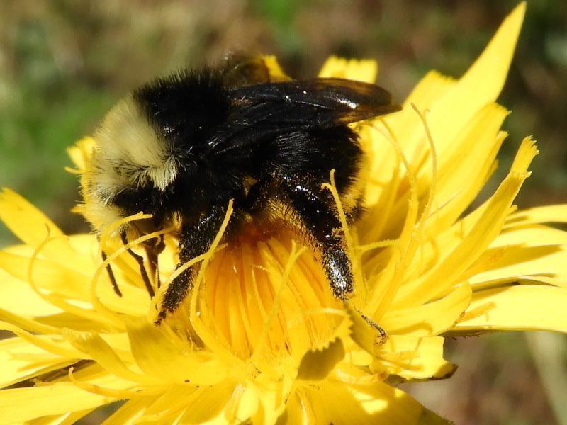 Yellow-faced bumble bee Photo by Jeff Harding