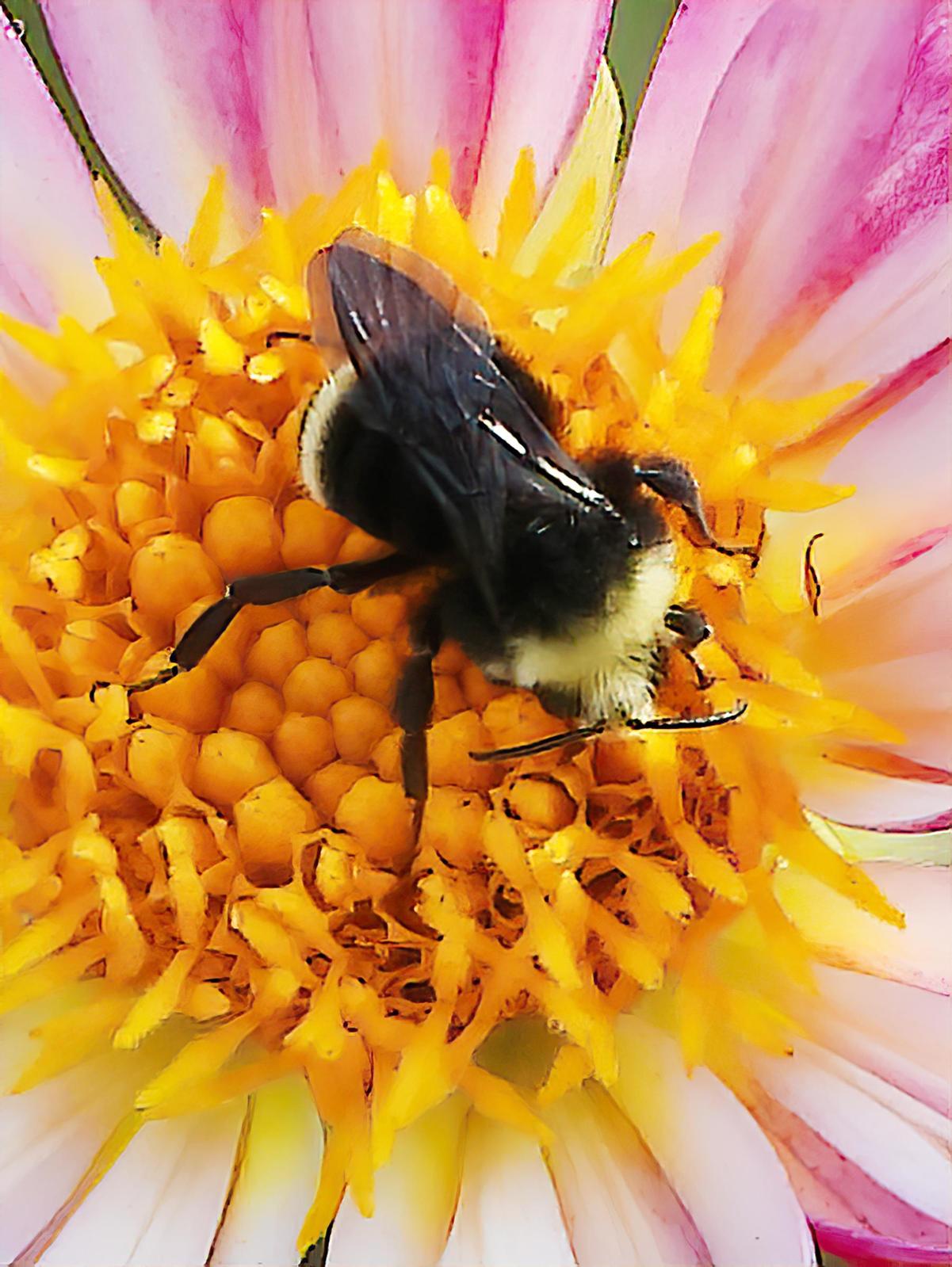 Yellow-faced bumble bee Photo by Dan Tallman