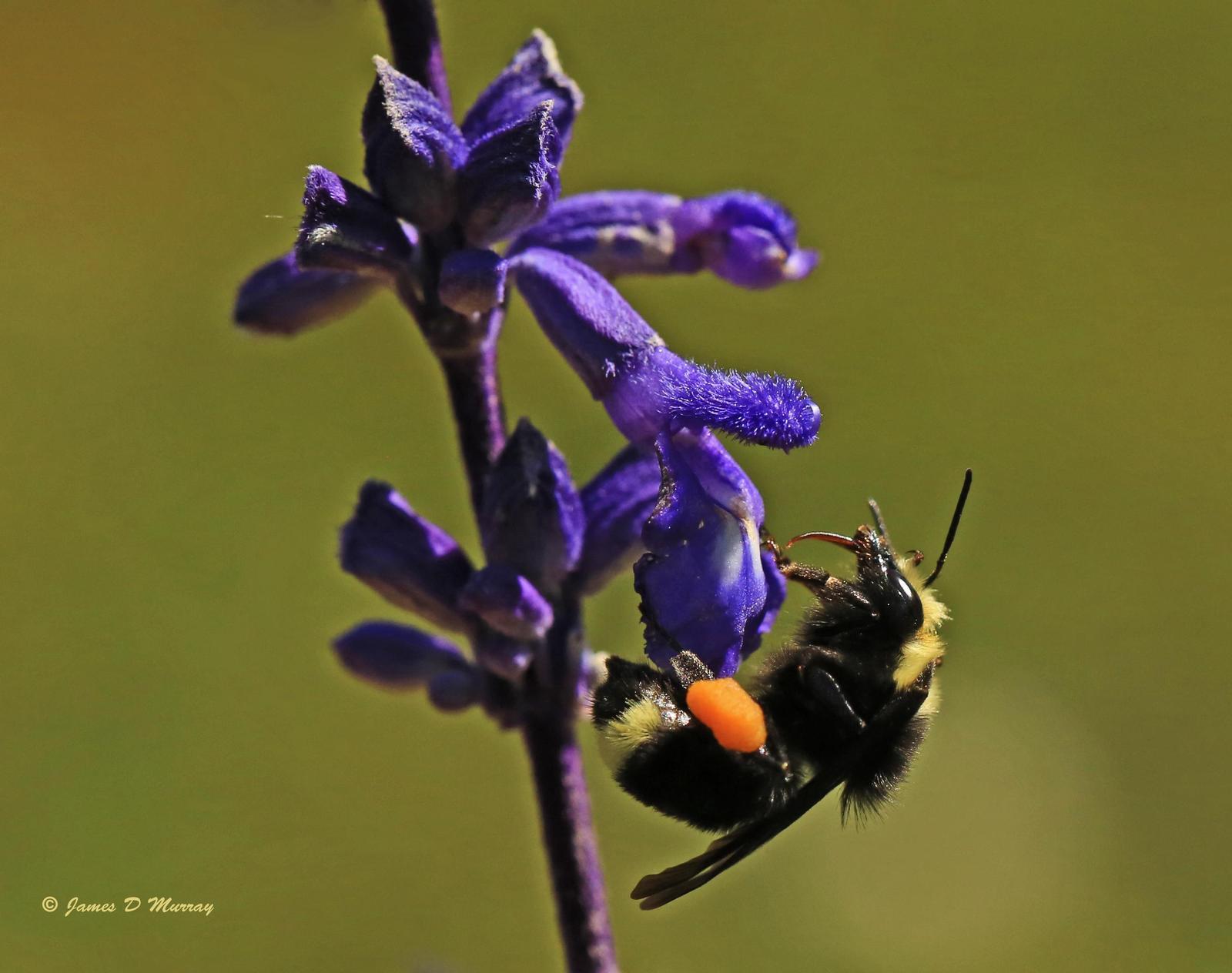Yellow-faced bumble bee Photo by Jim  Murray