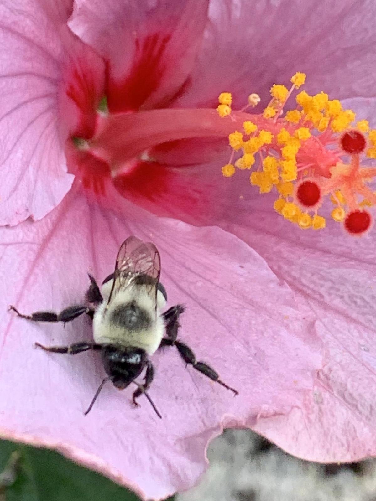 Unknown bumble bee Photo by Susan D’Amico