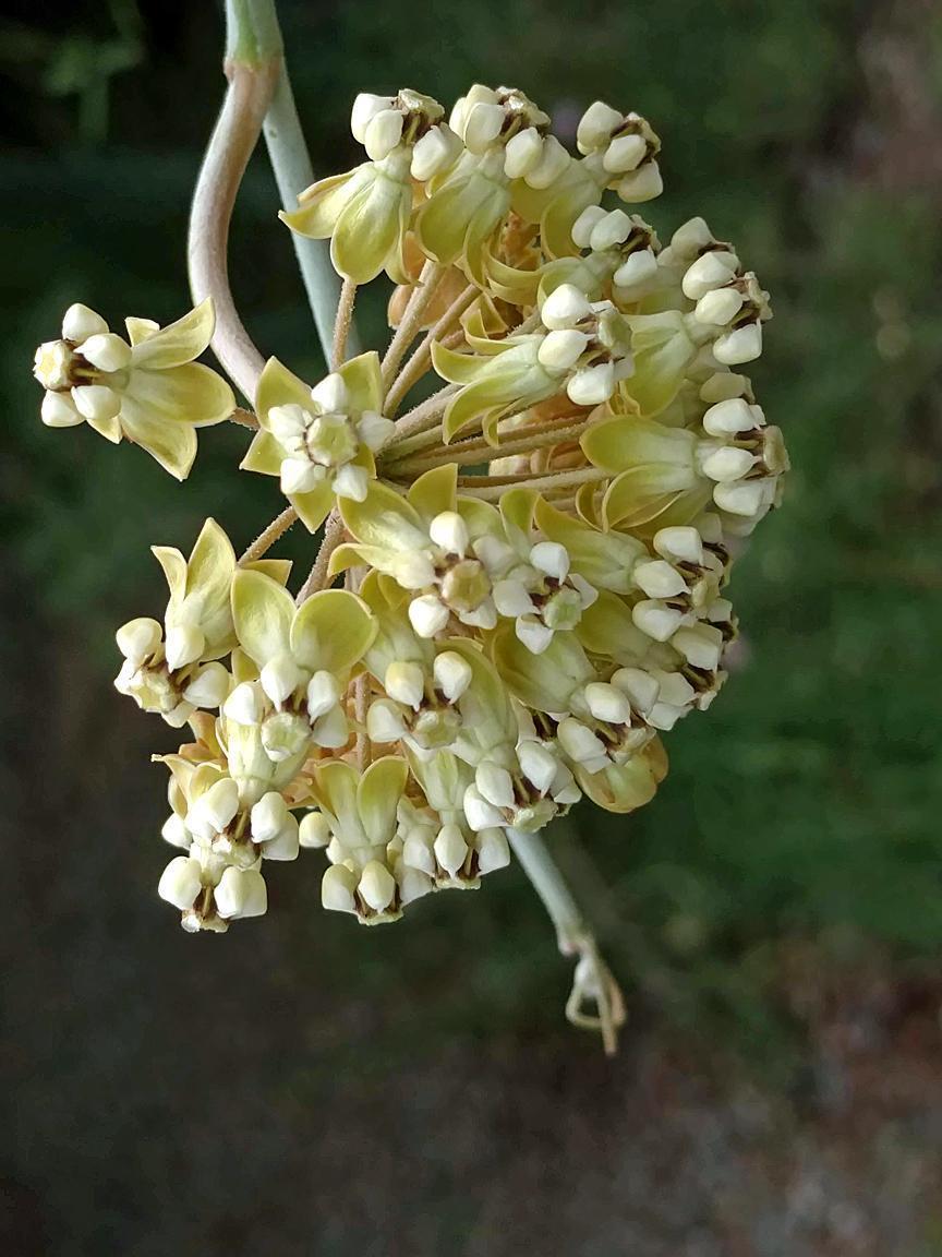 Whitestem milkweed Photo by Robert Behrstock