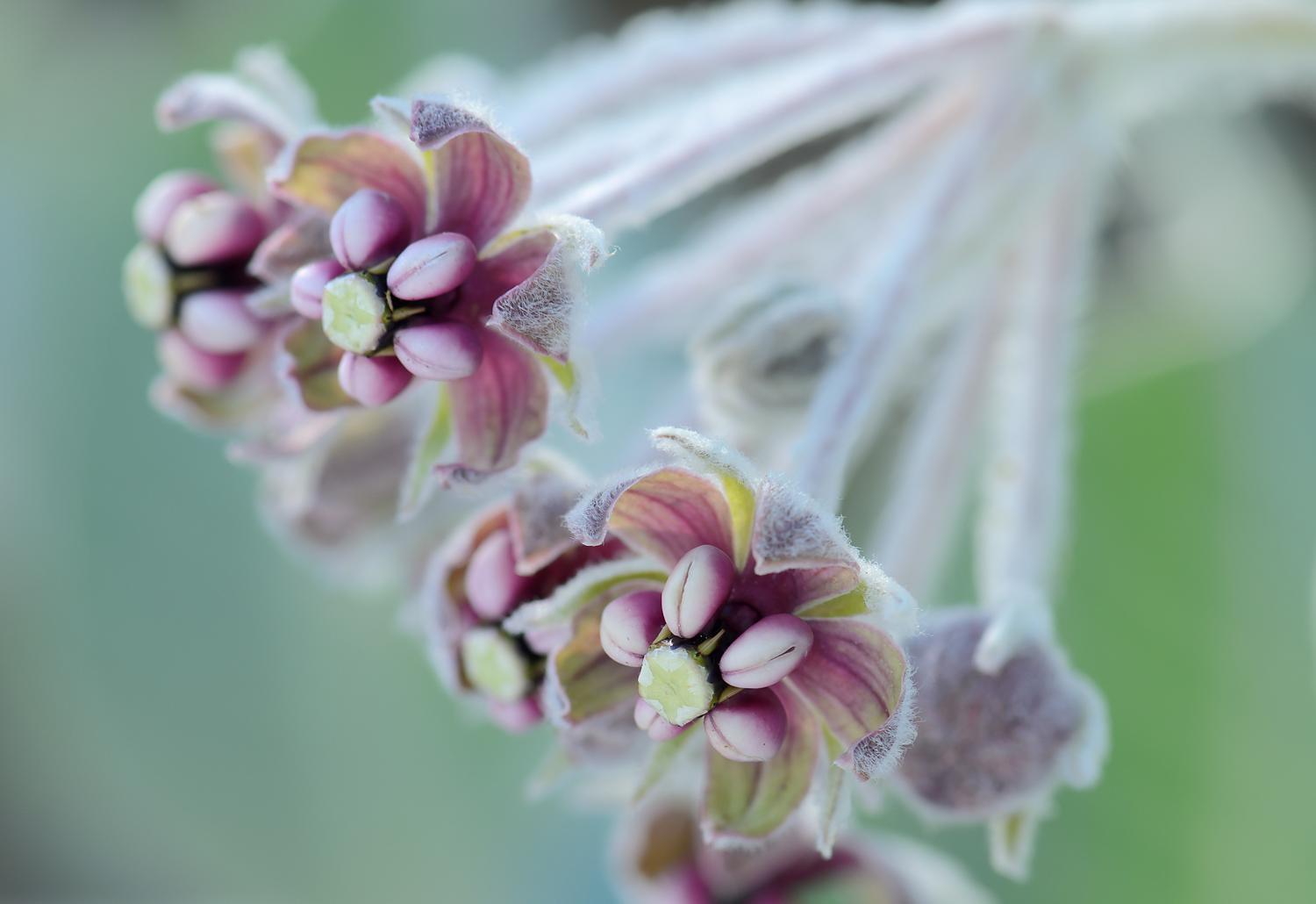 California milkweed Photo by Candace Fallon