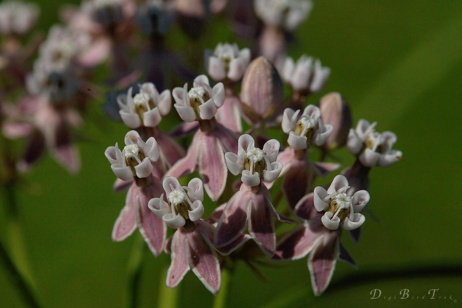 Narrow-leaved milkweed Photo by Digibirdtrek CA