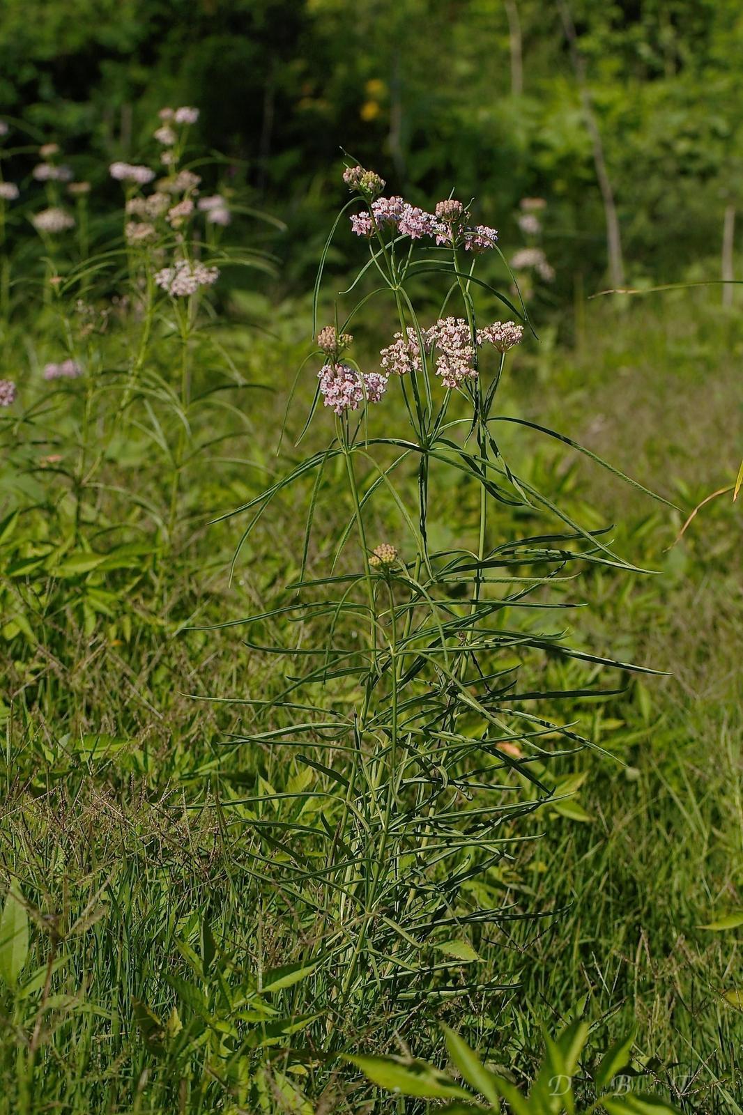 Narrow-leaved milkweed Photo by Digibirdtrek CA